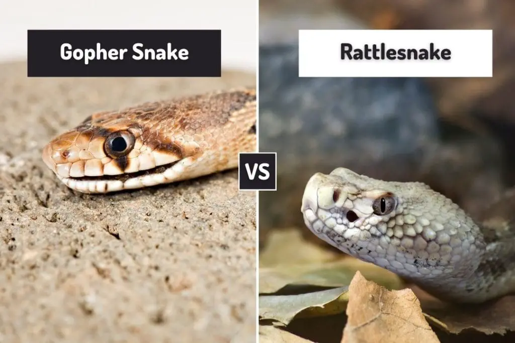 gopher snake and rattlesnake head comparison
