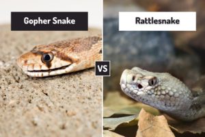 Gopher Snake Vs Rattlesnake (7 Differences) - ReptileHow.com