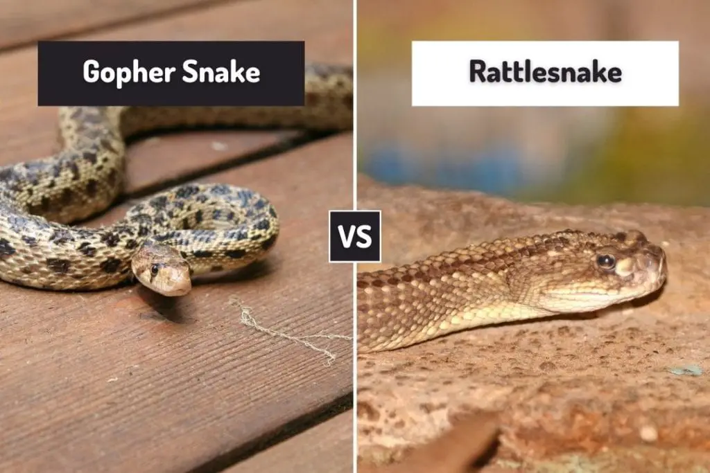 Gopher Snake Vs Rattlesnake (7 Differences) - ReptileHow.com