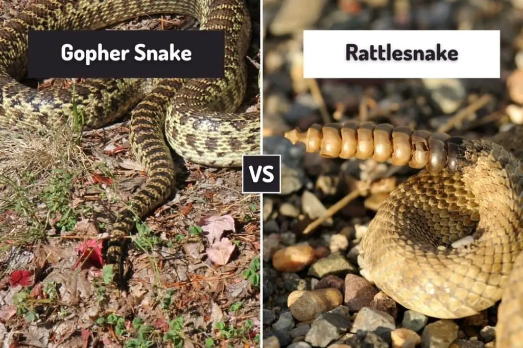 gophersnake and rattlesnake tails