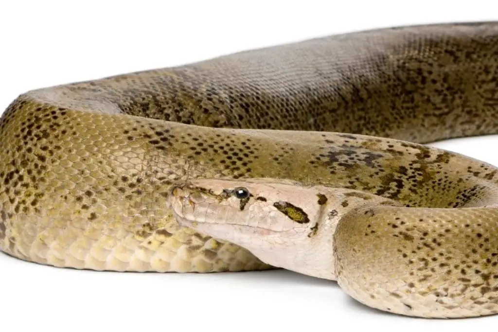 granite phase burmese python