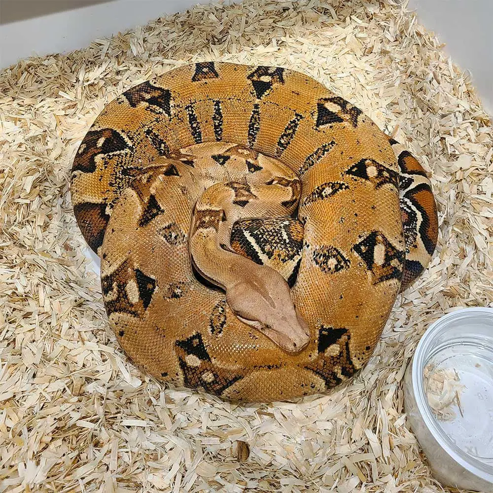 gravid boa constrictor female