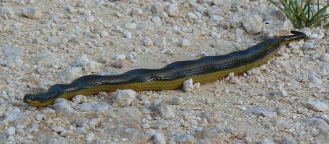 gravid striped swamp snake