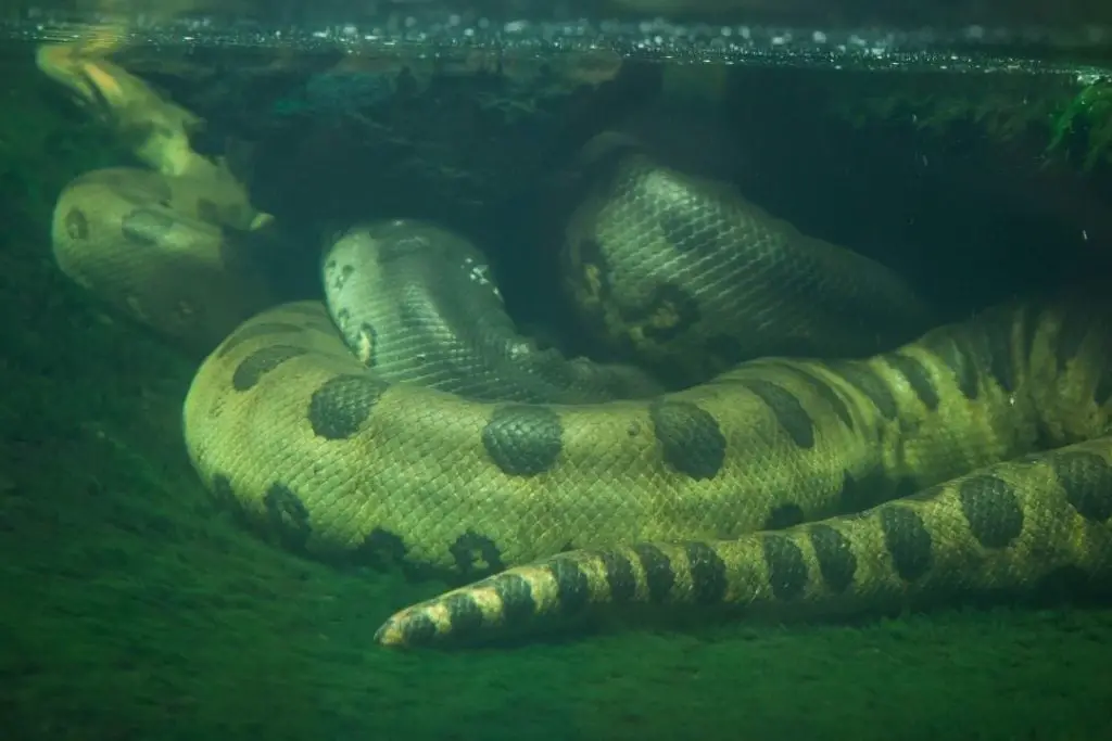 green anaconda in water