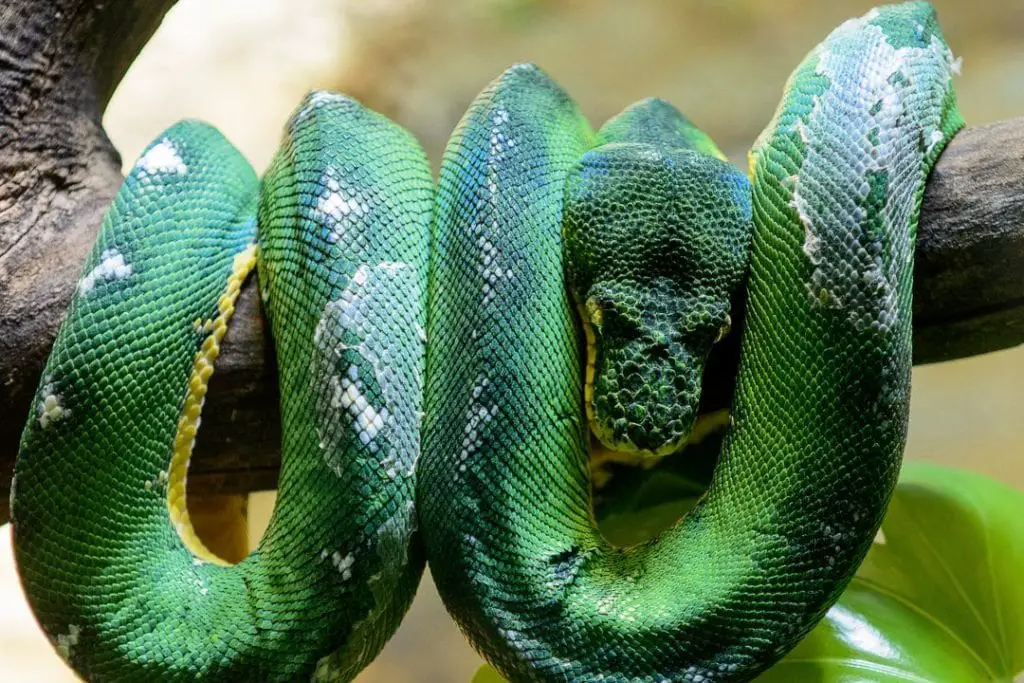 adult emerald tree boa