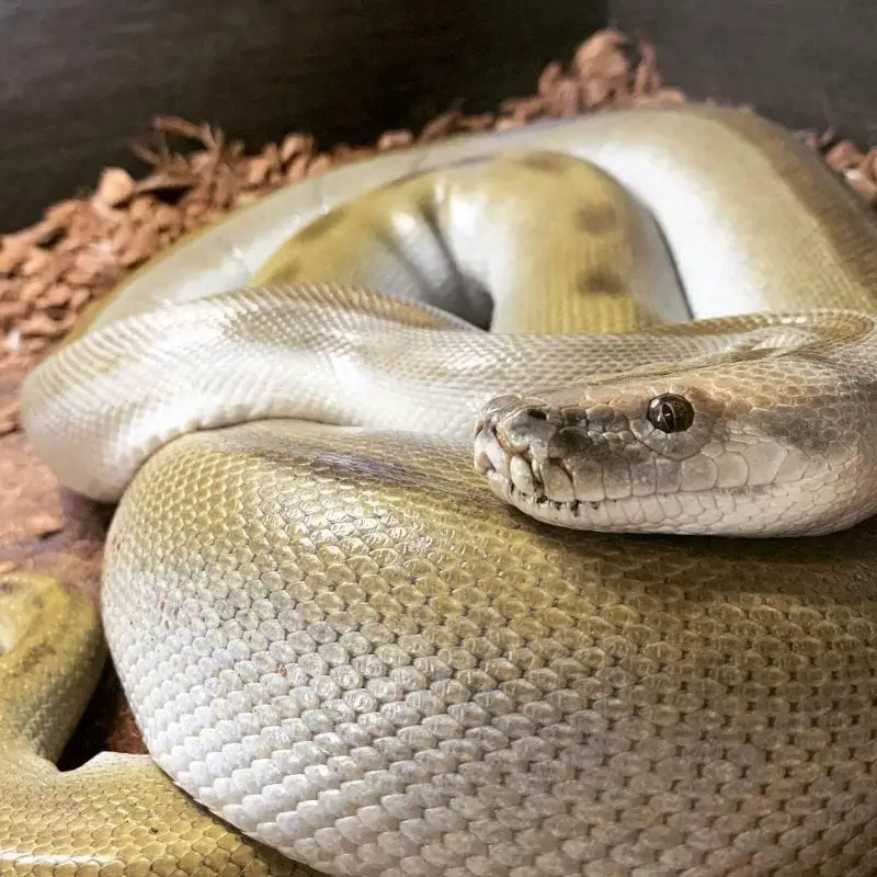 green morph burmese python