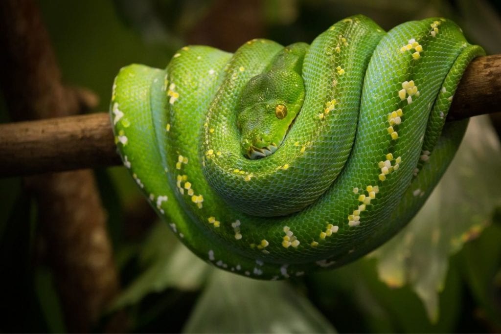 green tree python changing its color