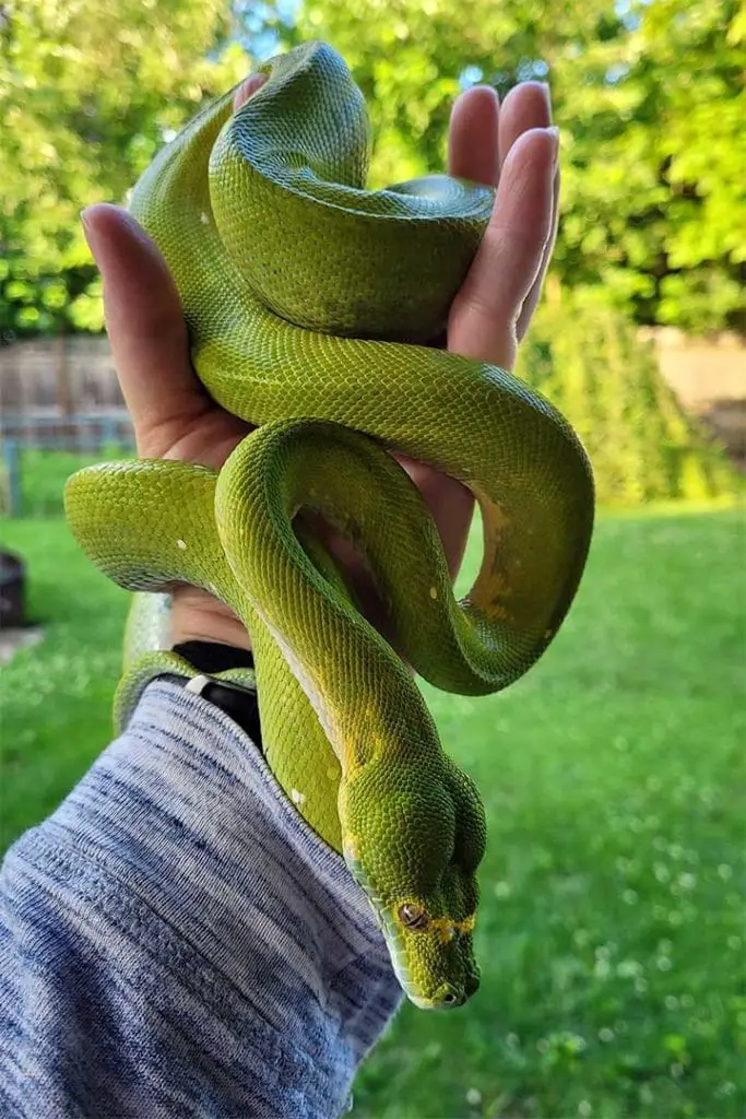 adult green tree python in its owners hands