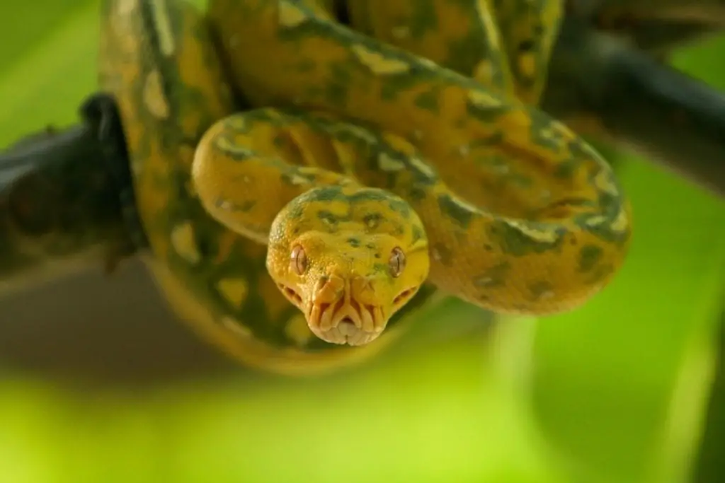 green tree python aggressive posture