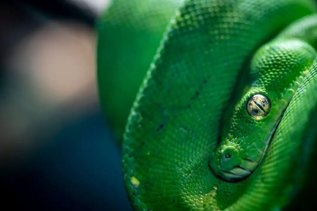 green tree python resting eye closeup