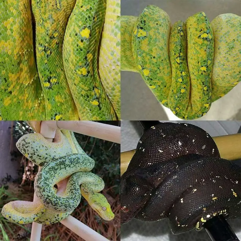 Green Tree Python Prices: How Much Do They Cost? - ReptileHow.com