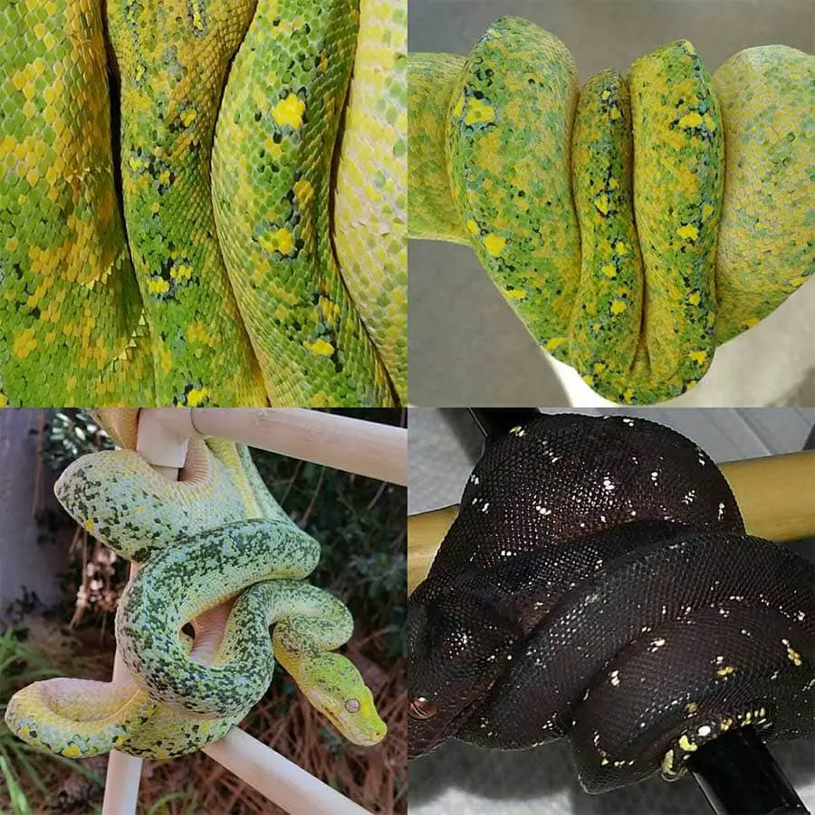 green tree python morphs