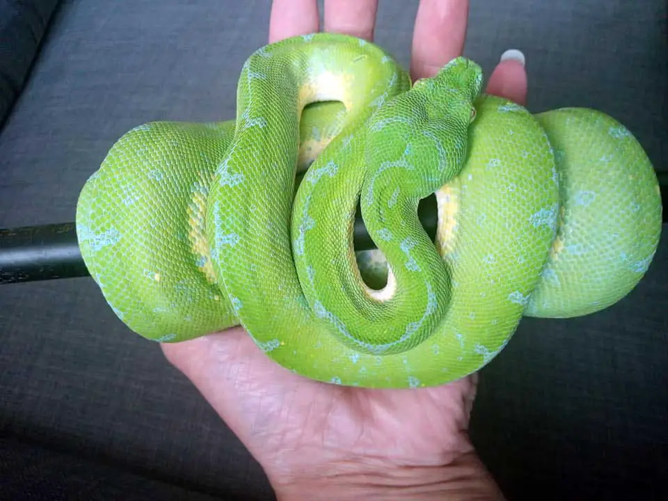 removing a green tree python from its perch for handling