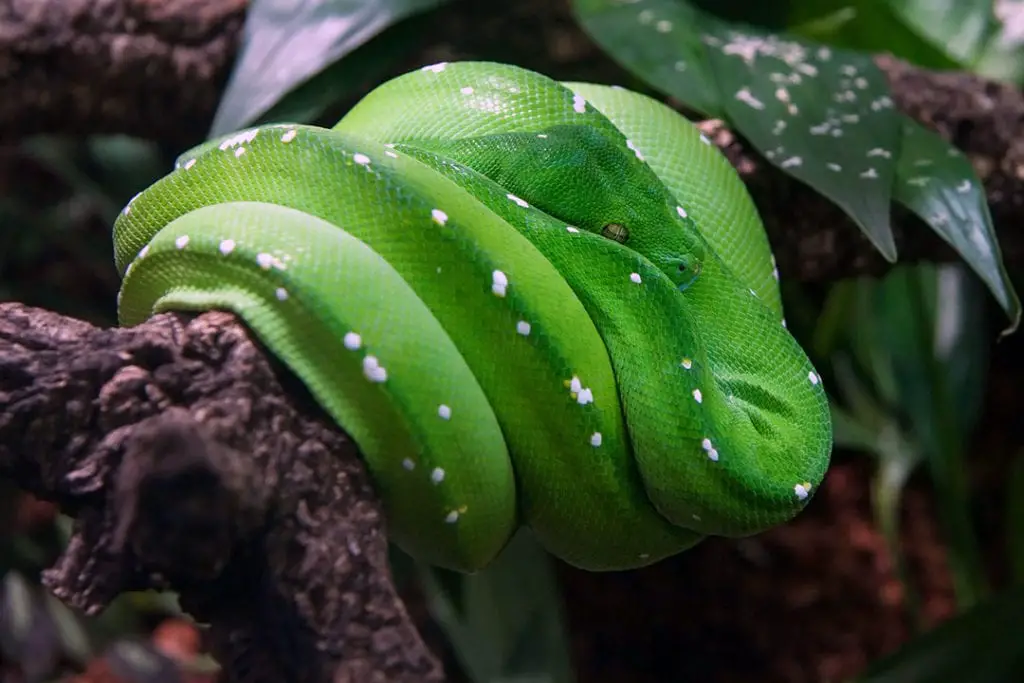 green tree python resting