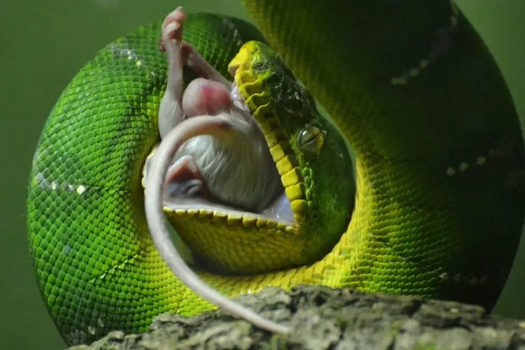 green tree python swallowing a mouse