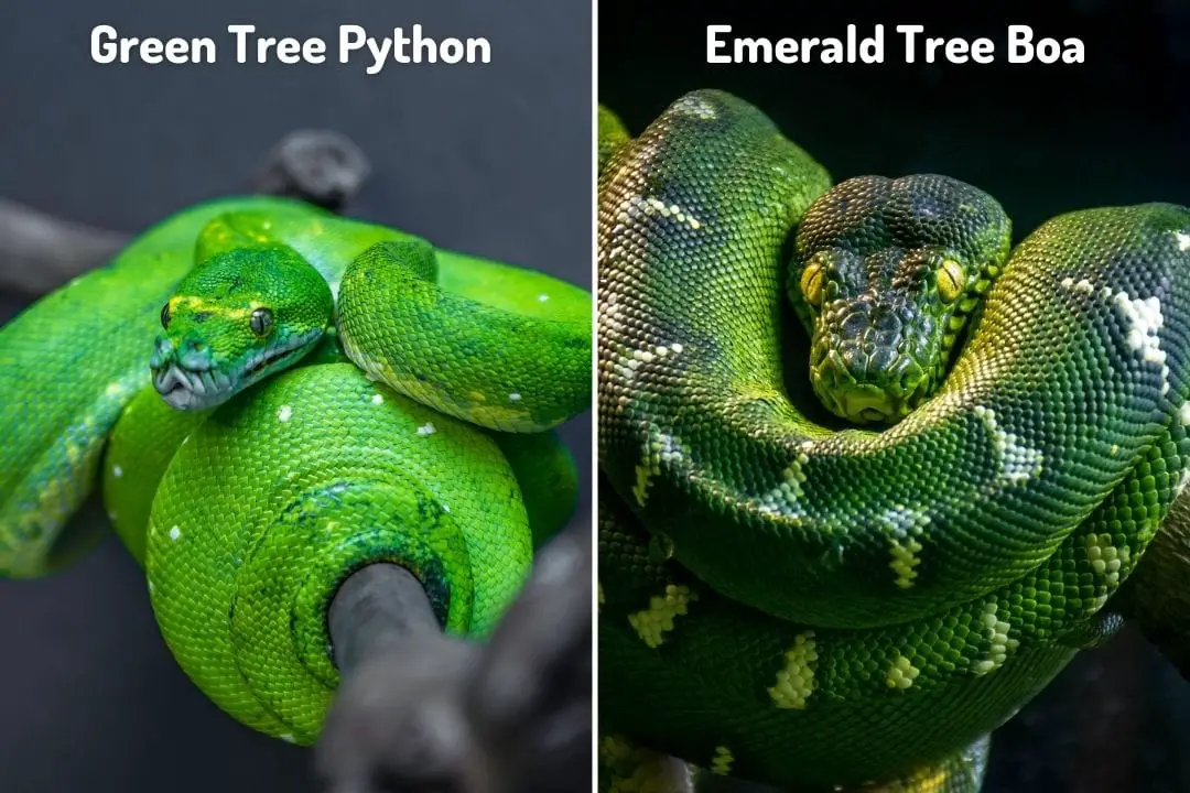 green tree python vs emerald tree boa