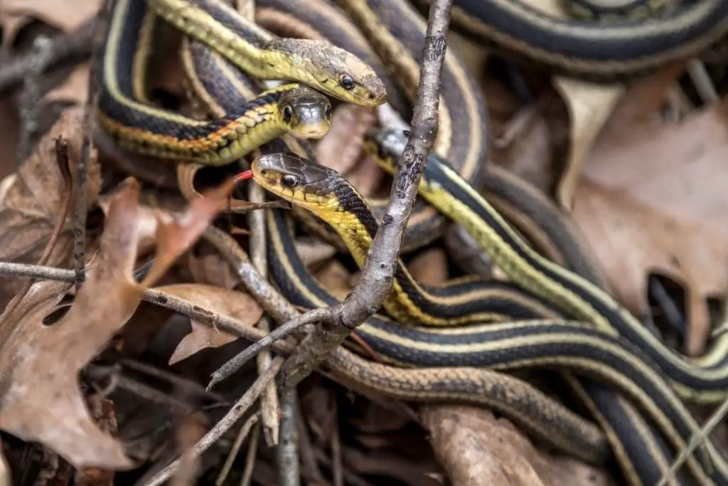 group of garter snakes in den during brumation