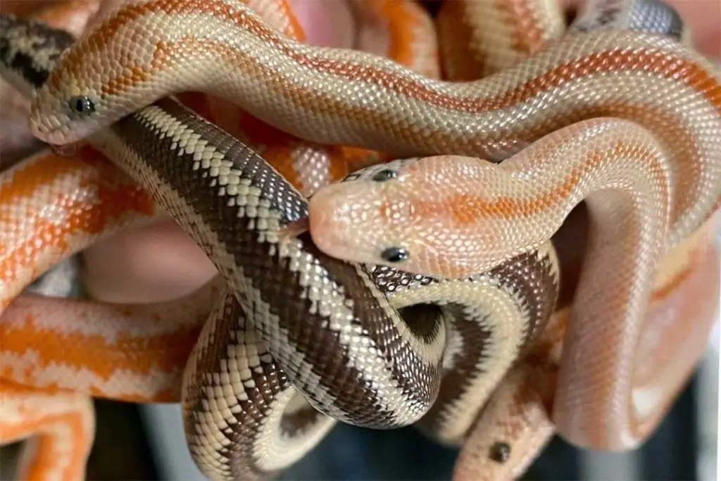group of juvenile rosy boas together