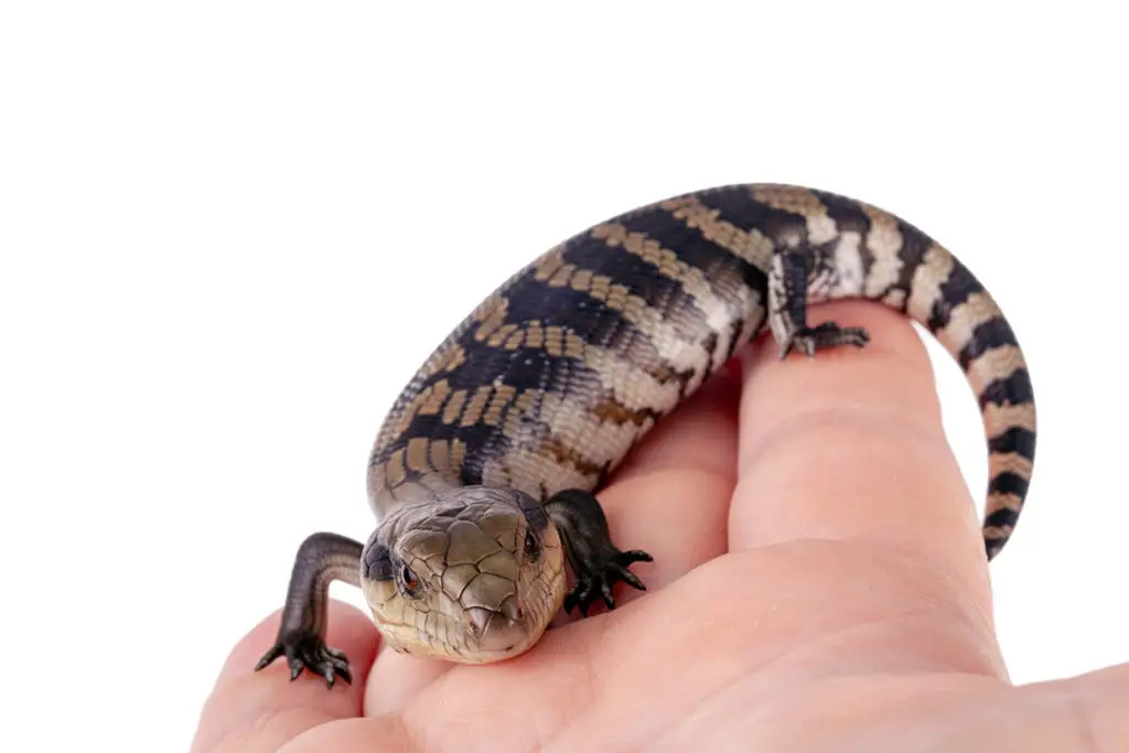 handling a baby blue tongued skink