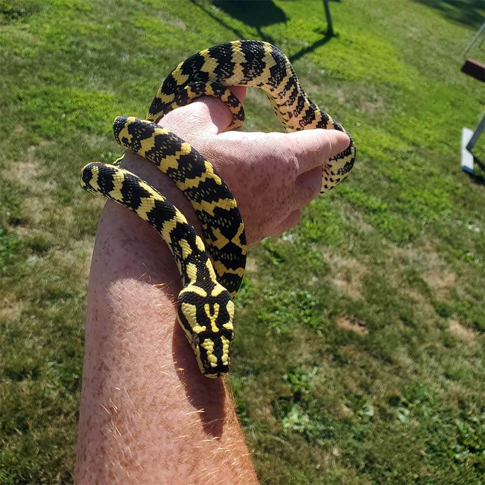 handling a carpet python