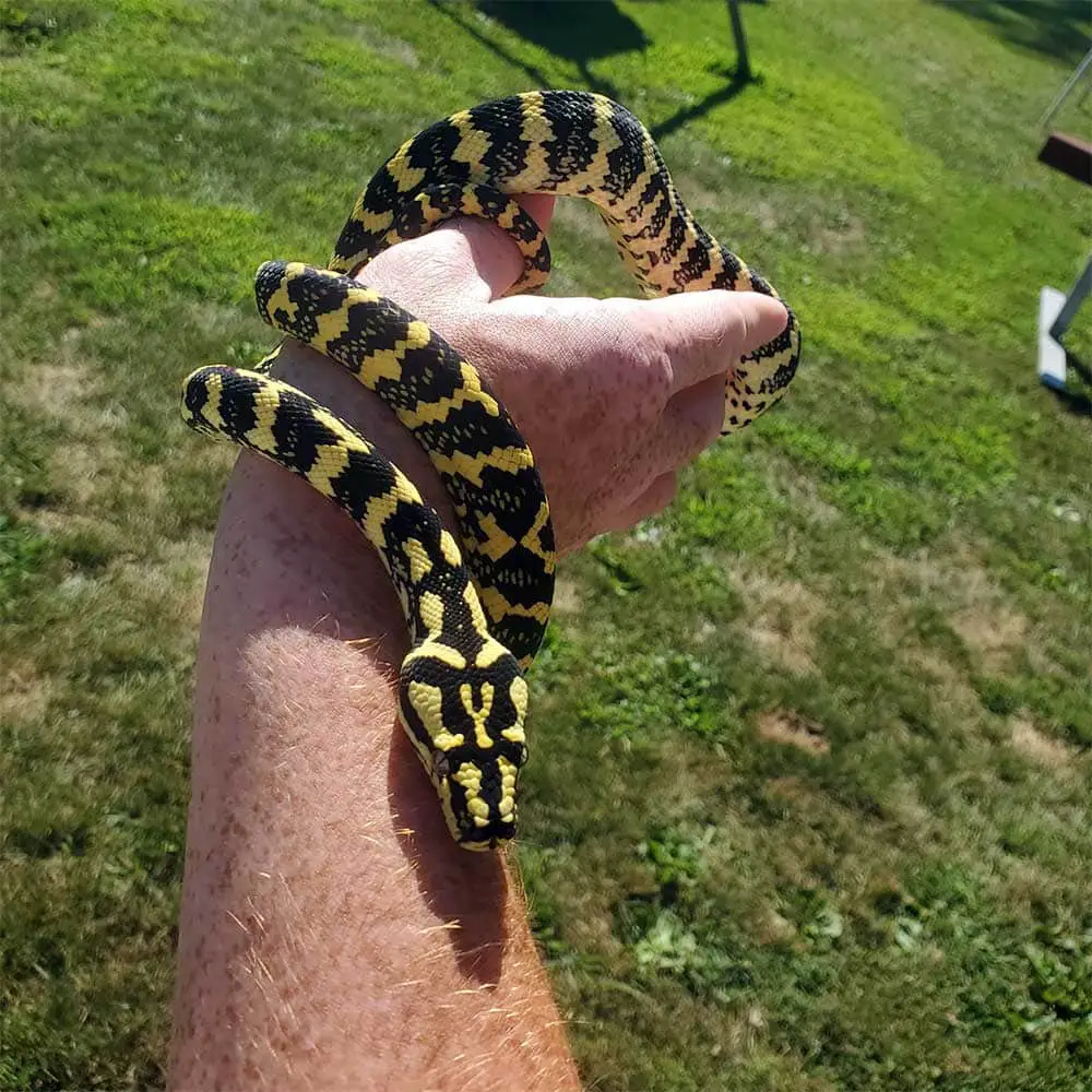 handling a carpet python