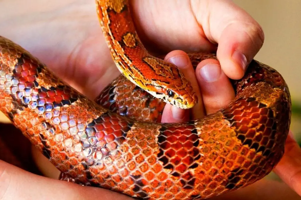 man handling a pet corn snake