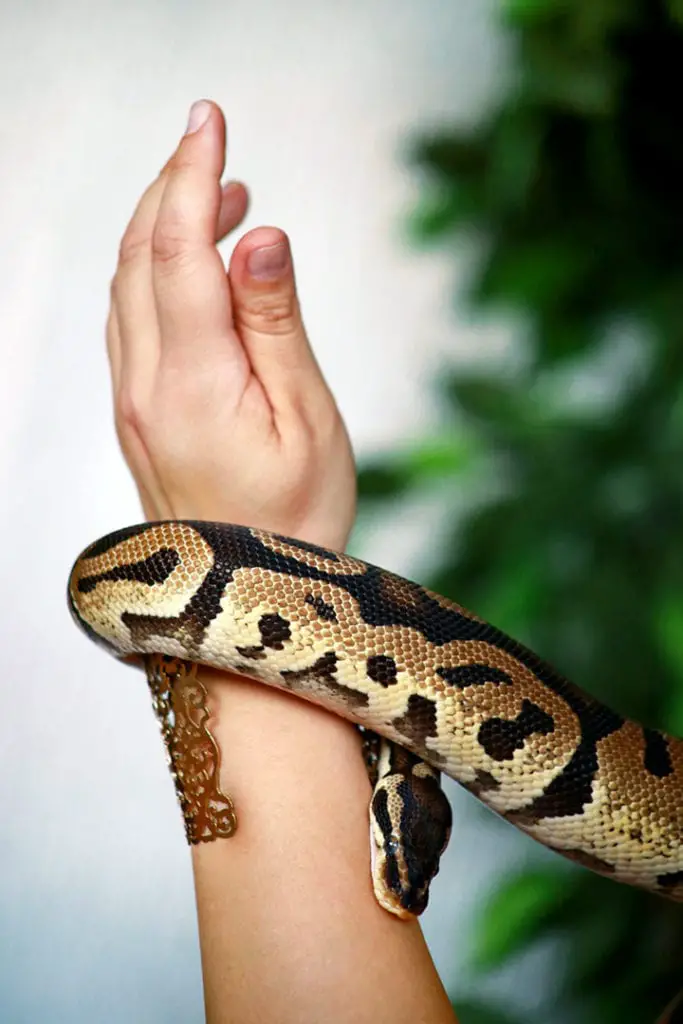 handling a python regius snake