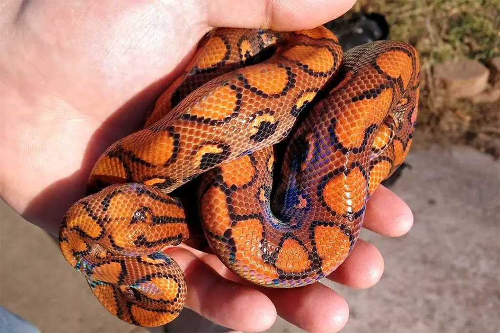 handling a brazilian rainbow boa