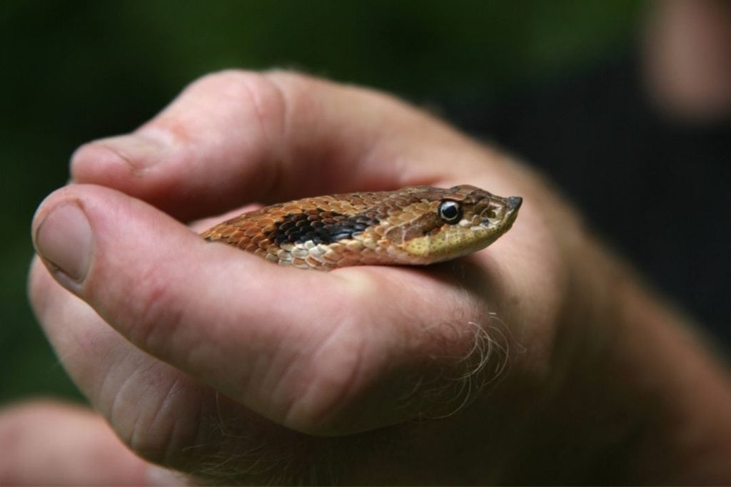 man handling a western hognose snake