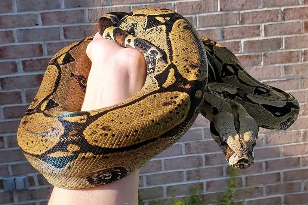 reptile owner handling an adult male boa constrictor