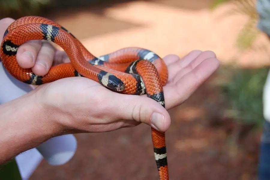 hnadling an adult milk snake