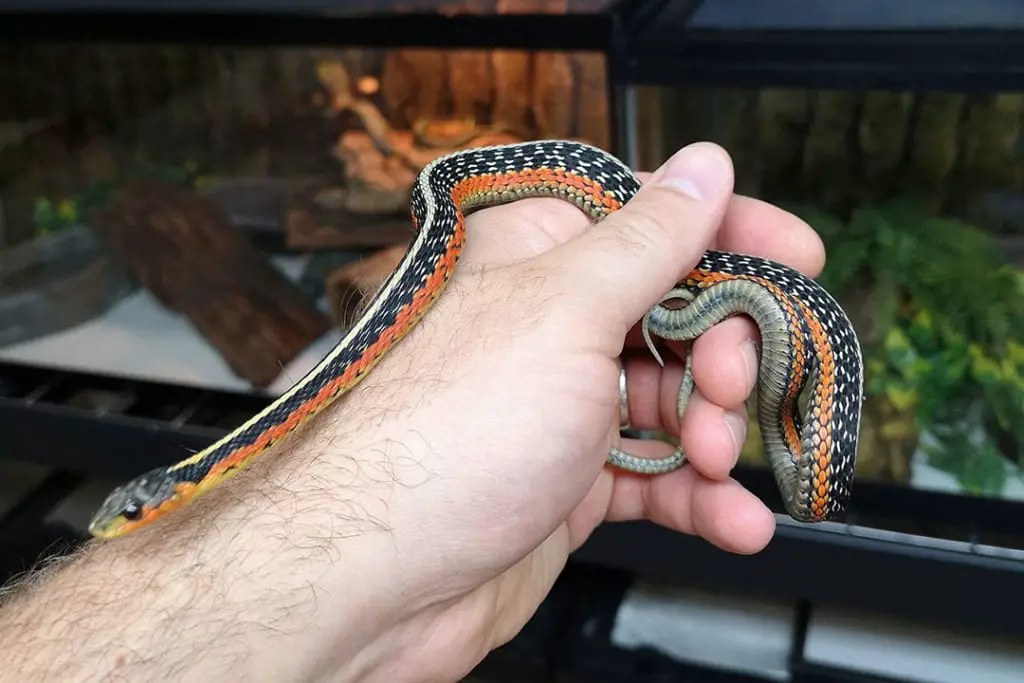 handling an adult orange color garter snake