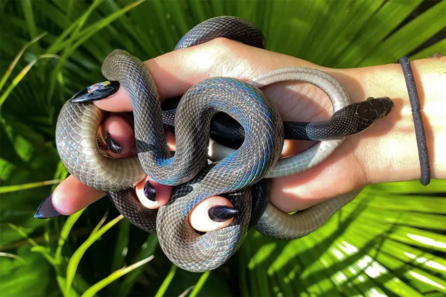 adult african house snake in a woman's hands