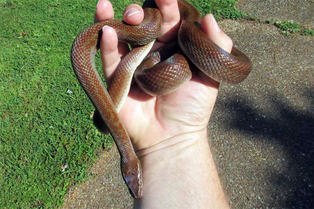 African House Snake Lifespan (In Captivity) - ReptileHow.com