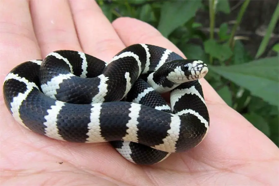 habdling a baby king snake