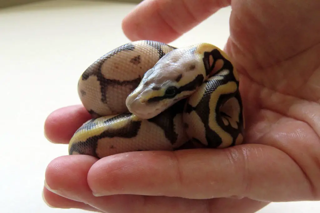 handling a baby python regius
