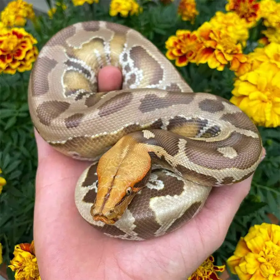 man handling a blood python