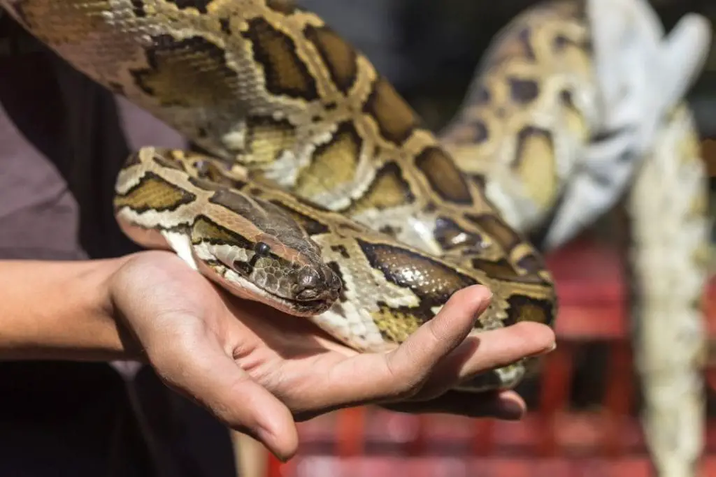 woman handling a burmese python