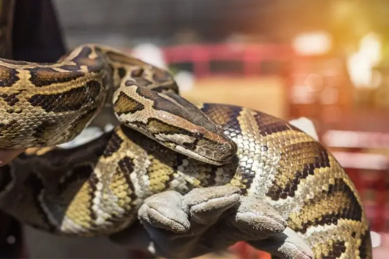 burmese-python-lifespan-how-long-do-they-live-reptilehow