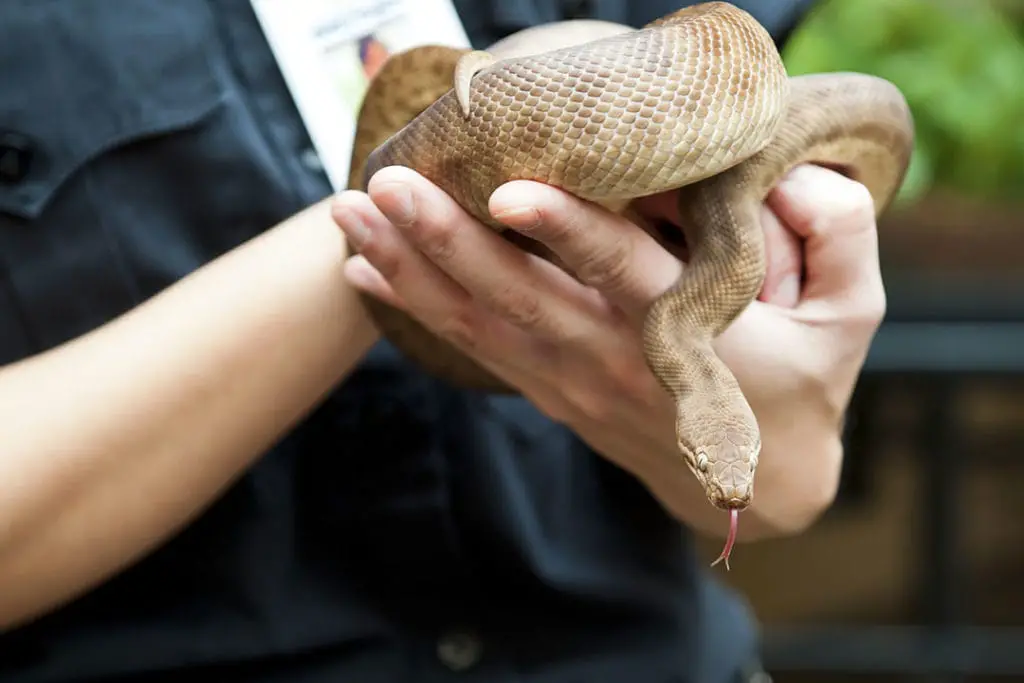 handling a children's python outside its tank
