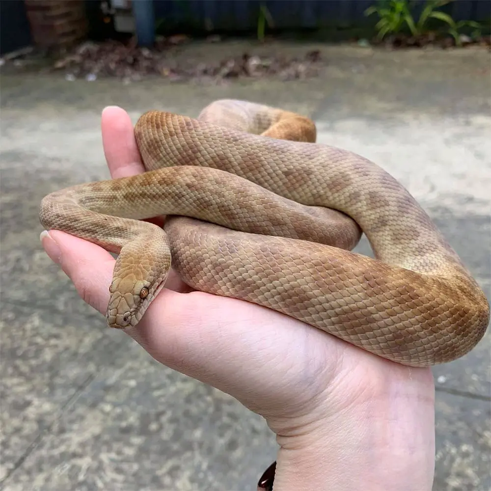 handling a children's python