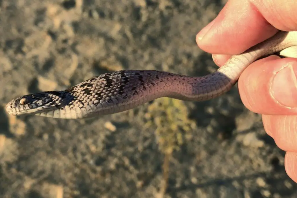 handling a common egg eater snake