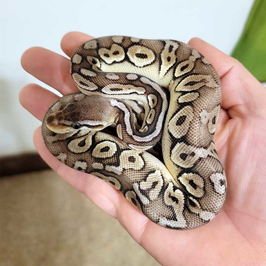 juvenile bumblebee ball python