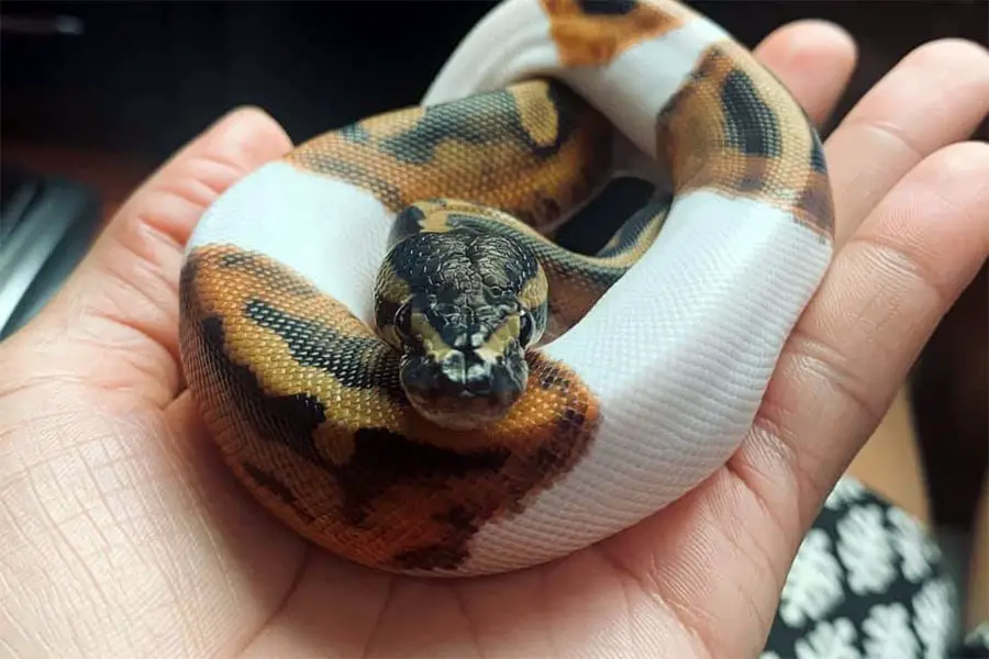 juvenile piedball python curled up in a human hand