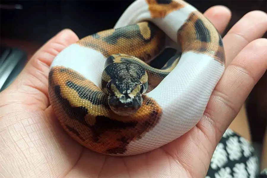 handling a juvenile piedball phase ball python