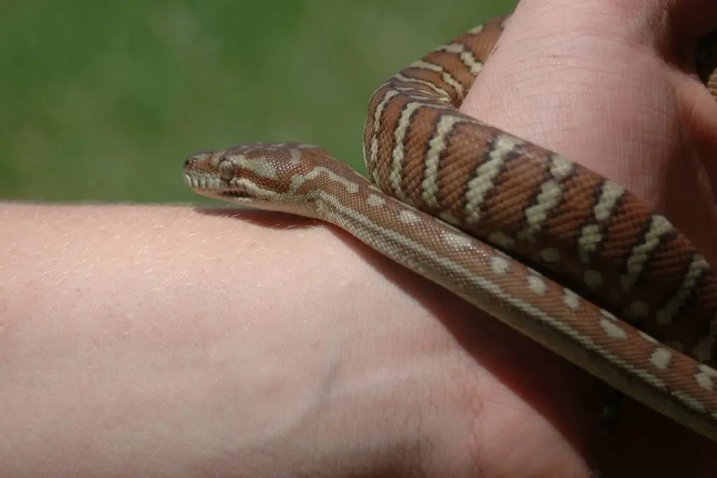 handling a morelia bredli carpet python