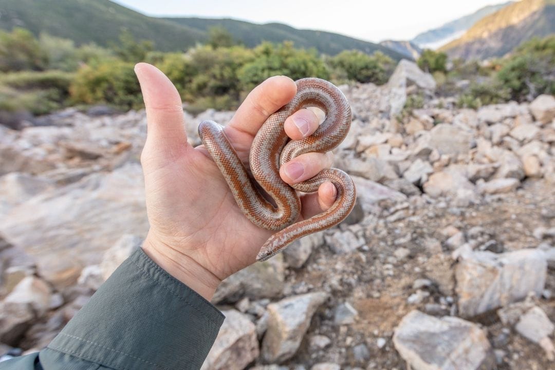 handling rosy boa in the end