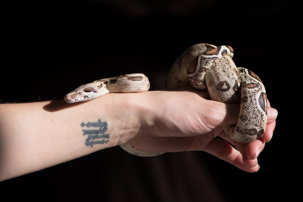 handling a young boa constrictor