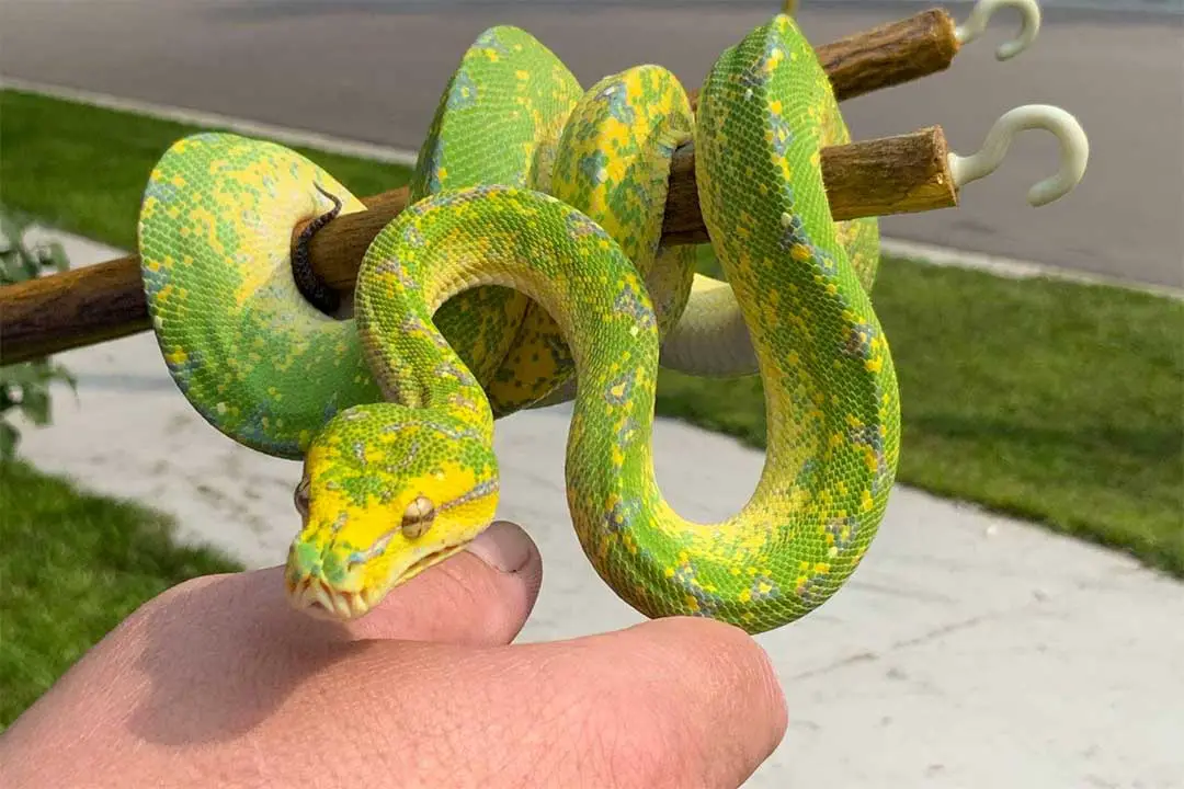 handling a young green tree python