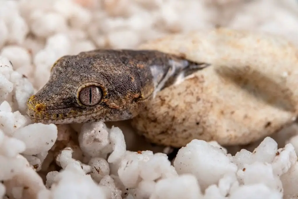 hatching gargoyle gecko eggs